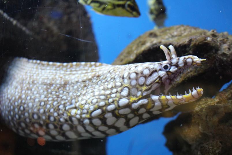 "豹纹鳗"看起来就像是神话中的怪兽.